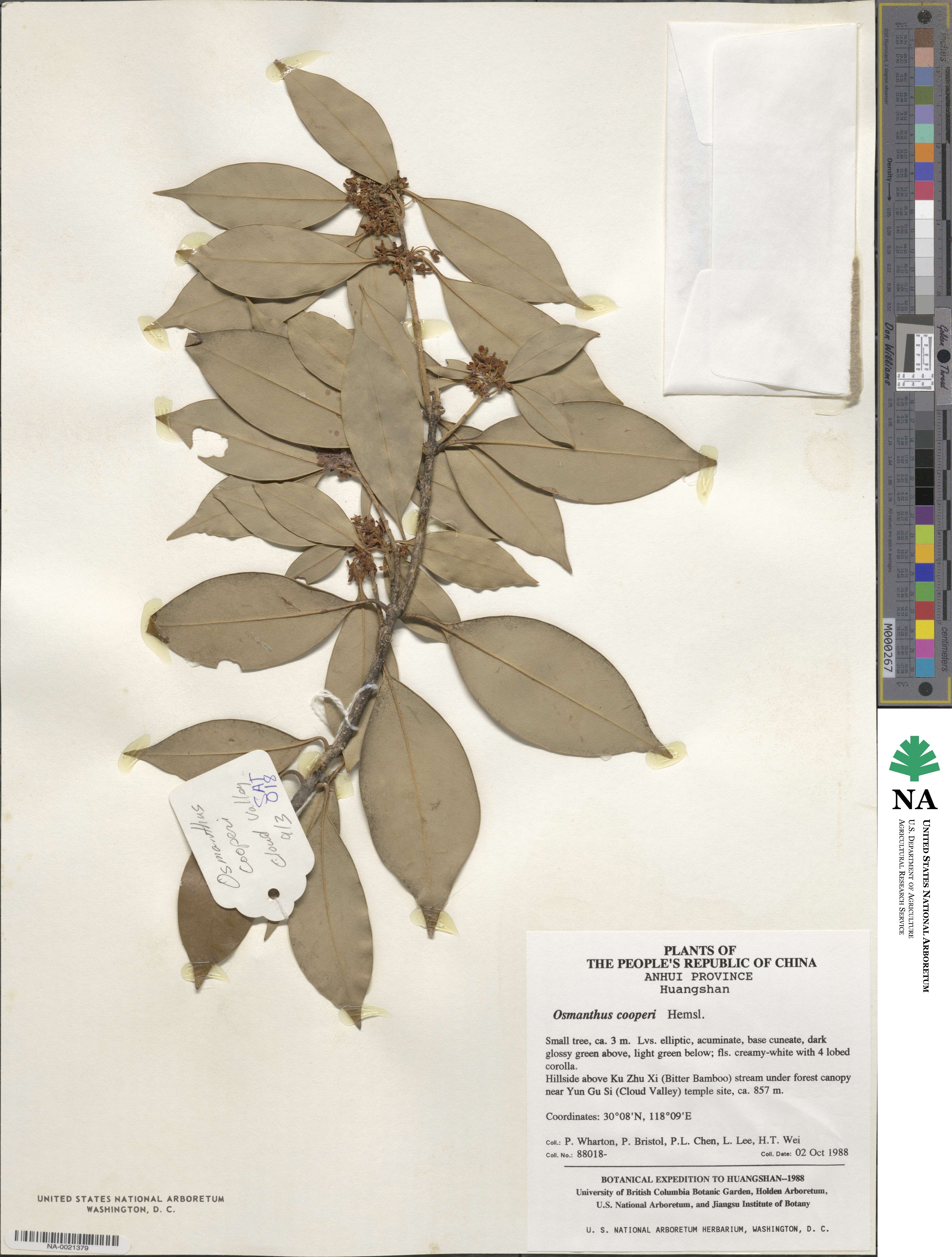 Osmanthus cooperi image