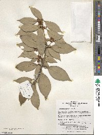 Image of Osmanthus cooperi