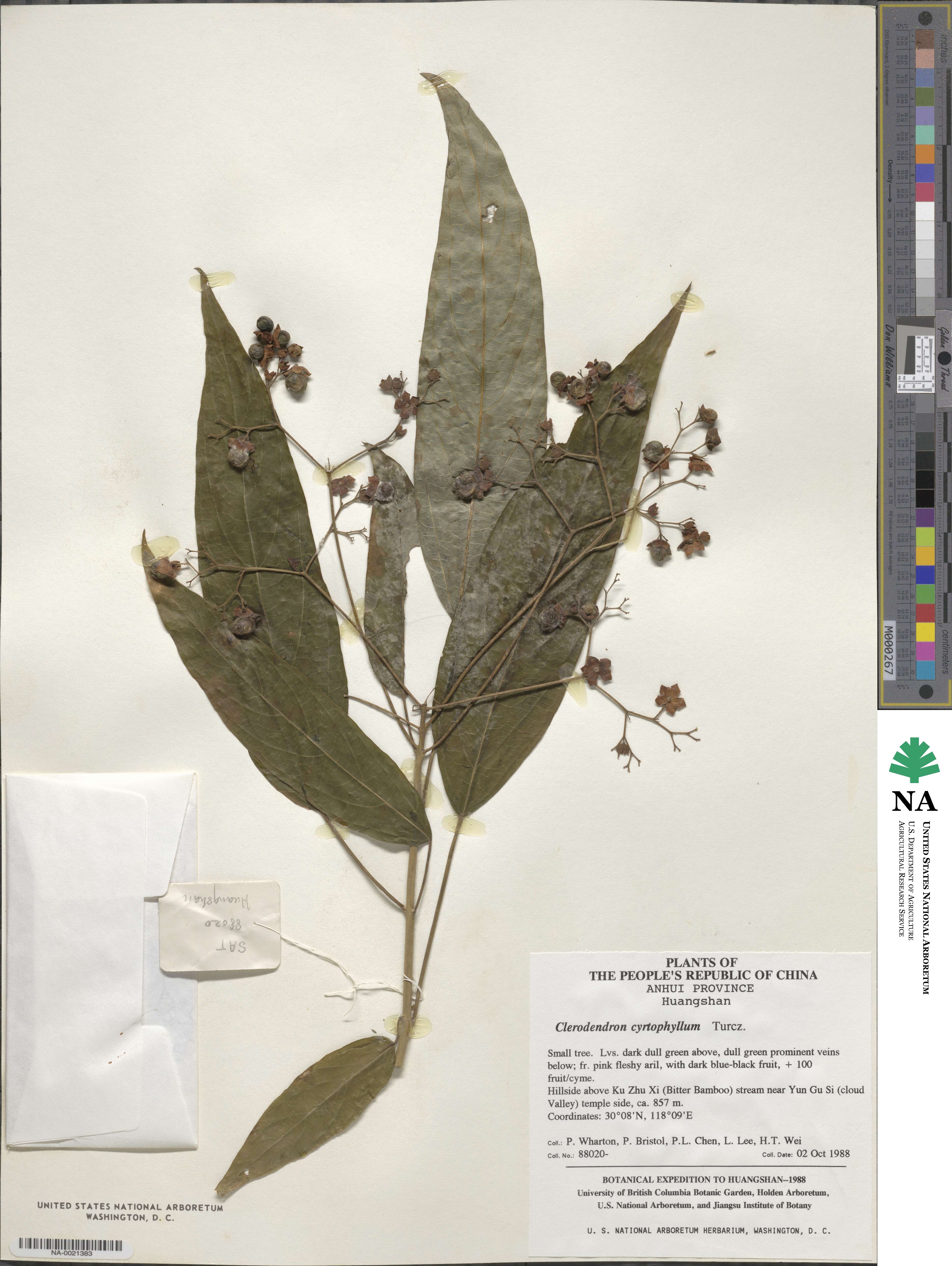 Clerodendrum cyrtophyllum image