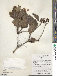 Viburnum sargentii image