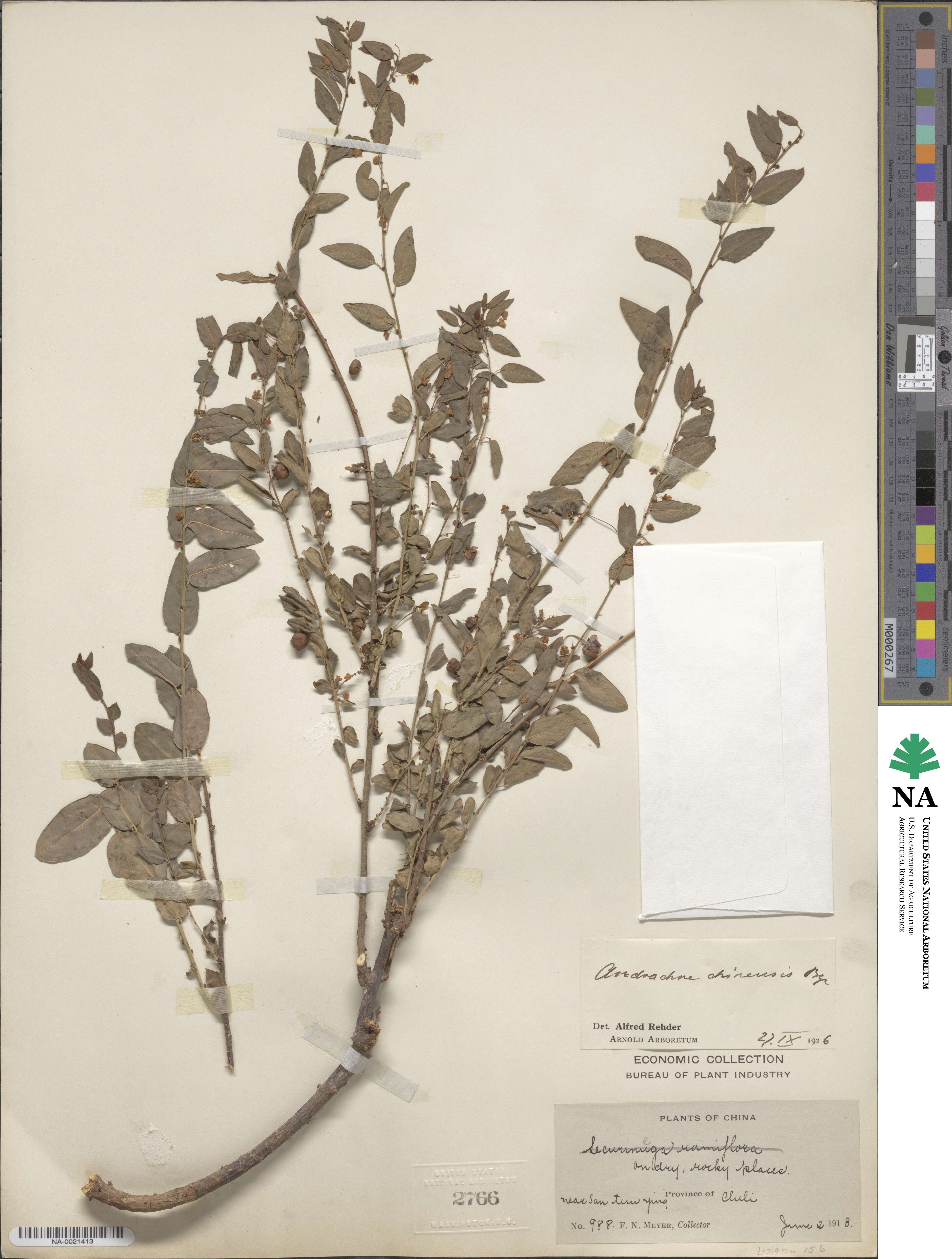 Leptopus chinensis image