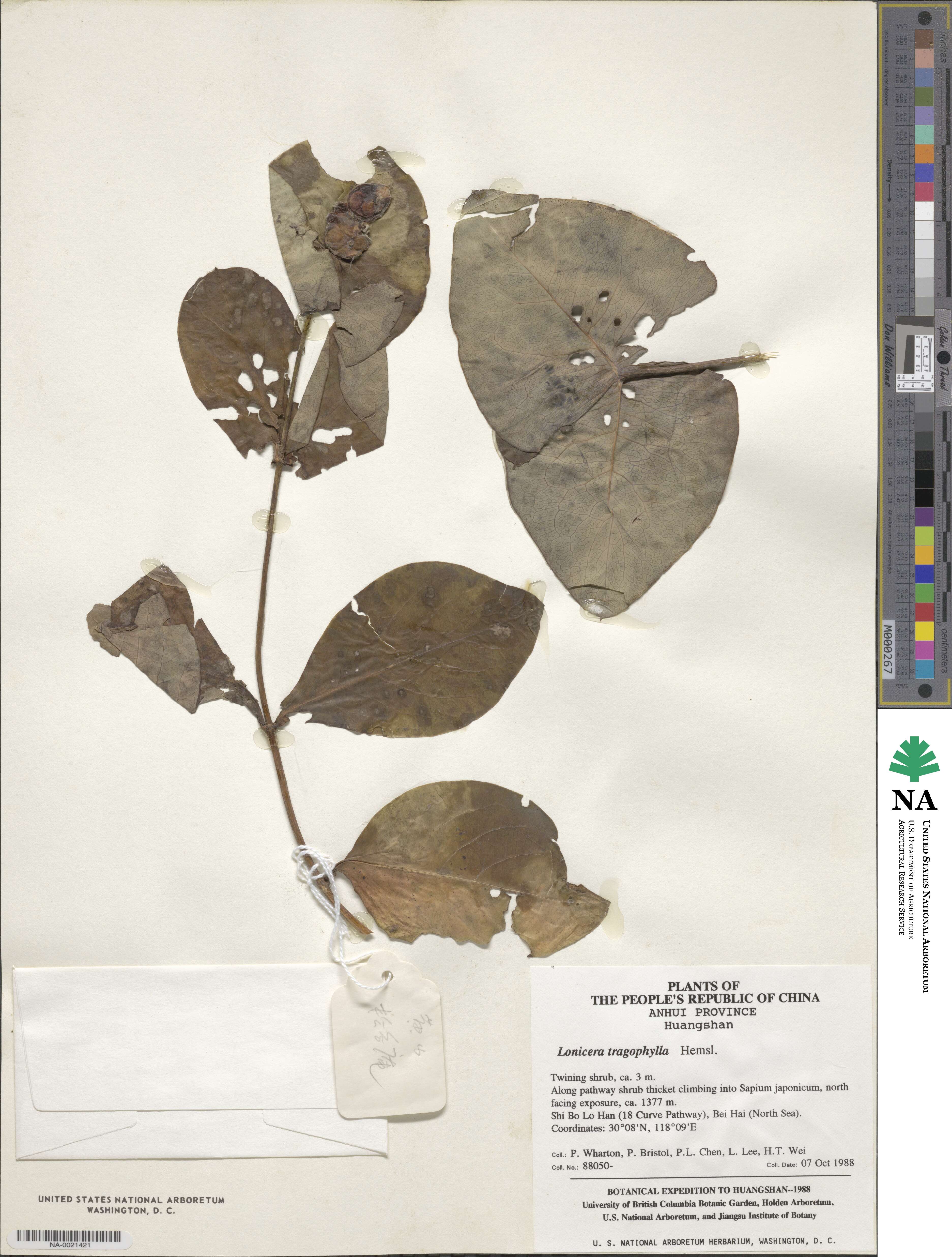 Lonicera tragophylla image