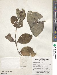 Lonicera tragophylla image