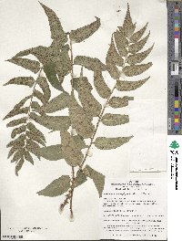 Cyrtomium macrophyllum image