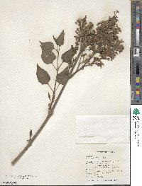 Syringa oblata image