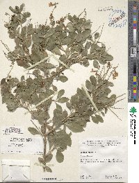 Duranta erecta image