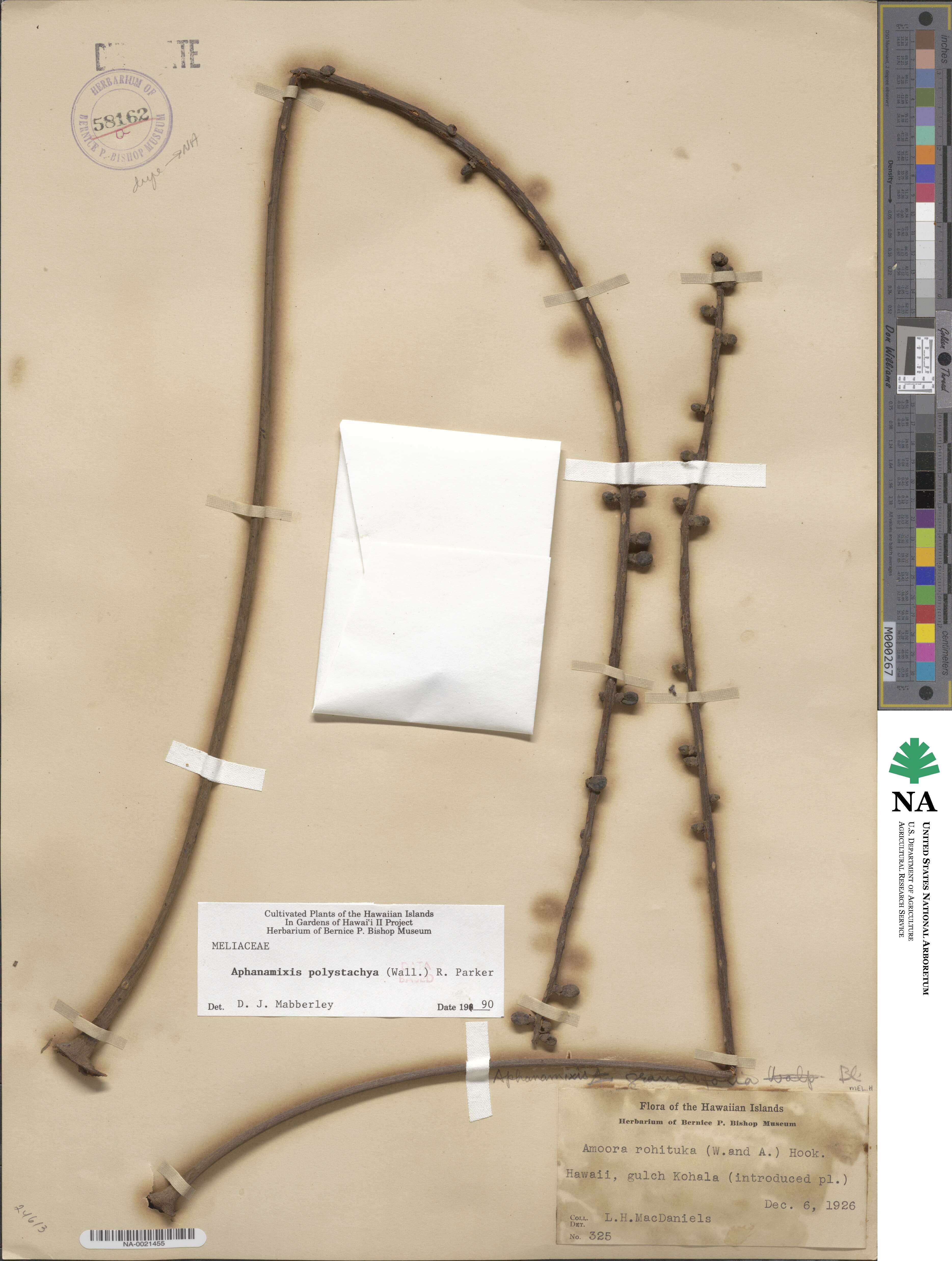 Aphanamixis polystachya image