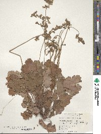 Image of Heuchera richardsonii