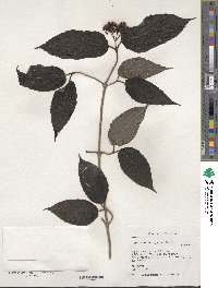 Viburnum setigerum image