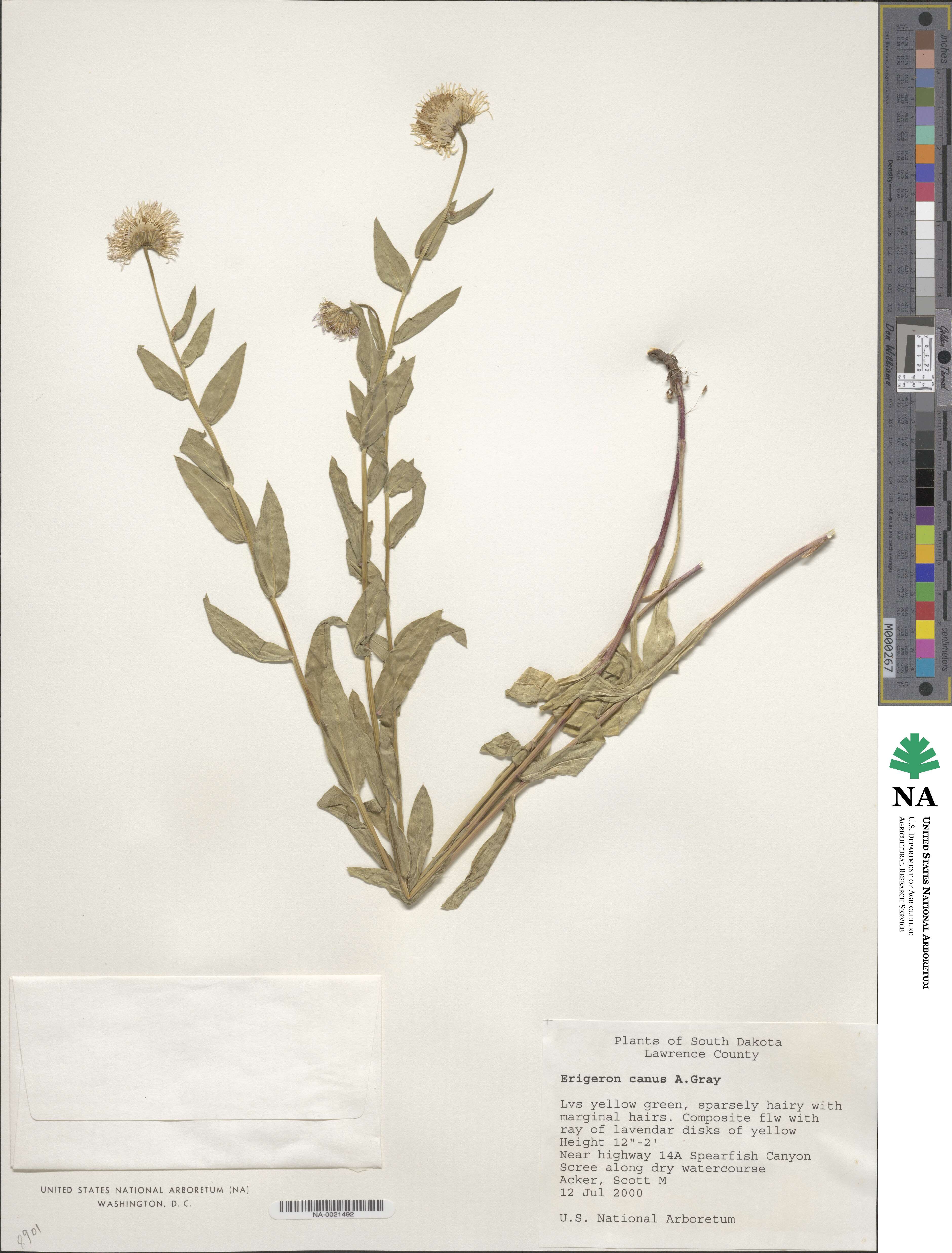 Erigeron canus image