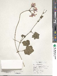 Image of Pelargonium peltatum