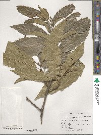 Quercus acutissima image