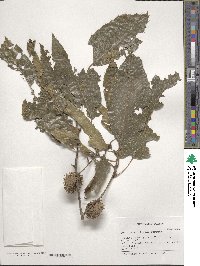 Quercus acutissima image