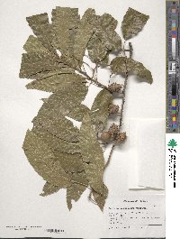 Quercus acutissima image