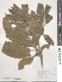 Quercus acutissima image