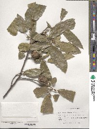 Quercus acutissima image