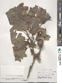 Quercus macrocarpa image