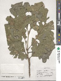 Quercus macrocarpa image