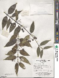 Lindera rubronervia image