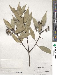 Quercus myrsinifolia image