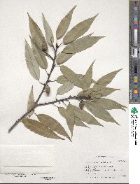 Quercus myrsinifolia image