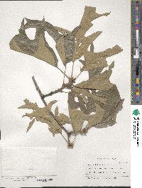 Quercus falcata image