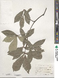 Quercus serrata image