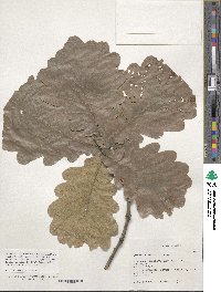 Quercus dentata image