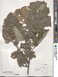 Quercus bicolor image