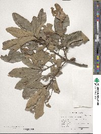 Quercus imbricaria image