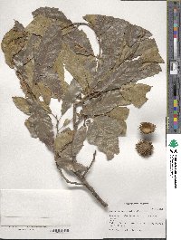 Quercus acutissima image