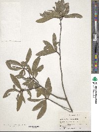 Quercus laurifolia image