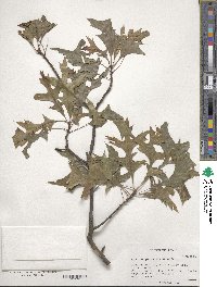 Quercus palustris image