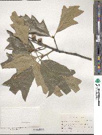 Quercus falcata image