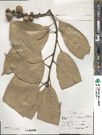 Lithocarpus henryi image