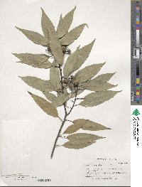 Quercus myrsinifolia image