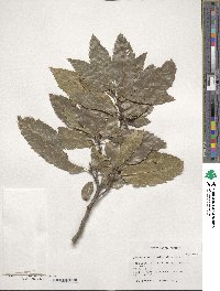 Quercus acutissima image