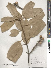 Lithocarpus henryi image