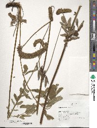 Sanguisorba alpina image