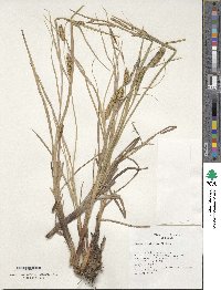 Carex rostrata image