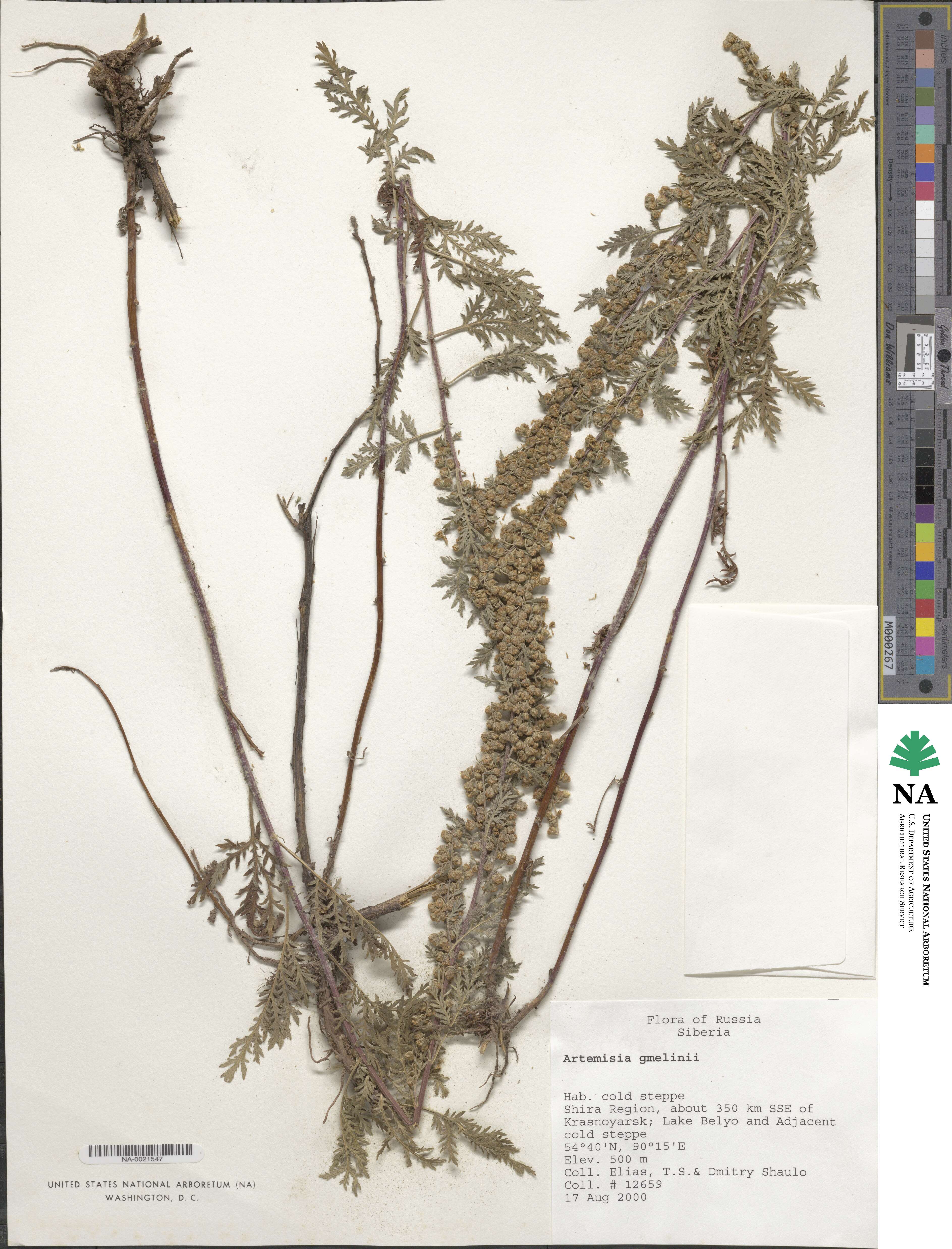 Artemisia gmelinii image