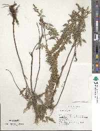 Artemisia gmelinii image