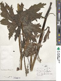 Aconitum septentrionale image