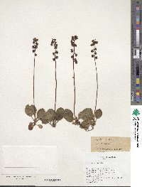 Pyrola minor image