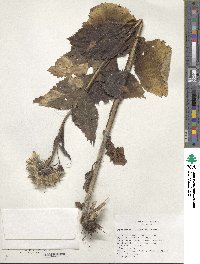 Saussurea latifolia image