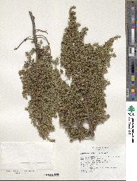 Juniperus communis var. saxatilis image