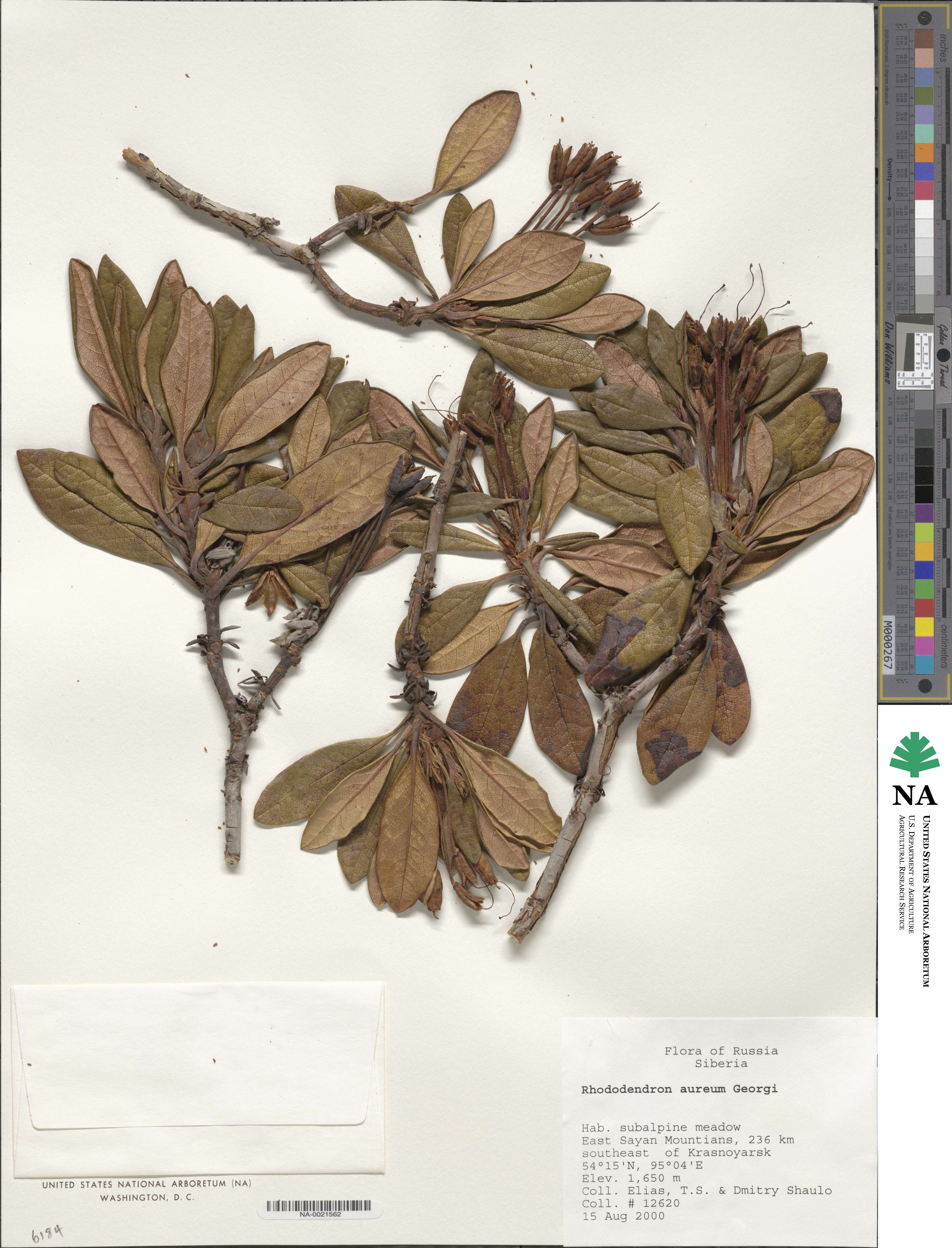 Rhododendron aureum image