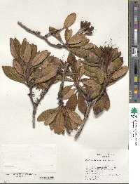 Rhododendron aureum image