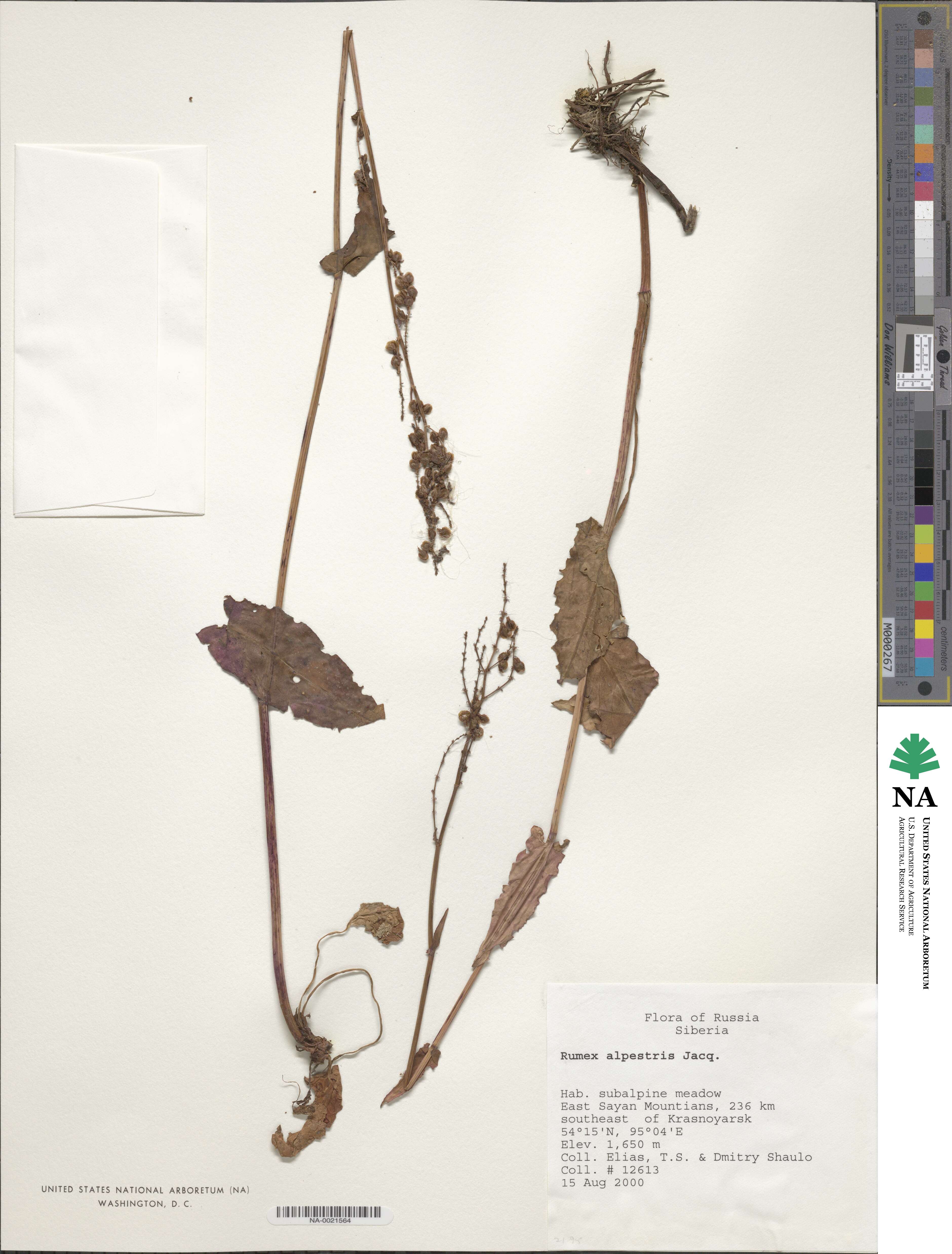 Rumex scutatus subsp. scutatus image