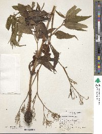 Bistorta officinalis image